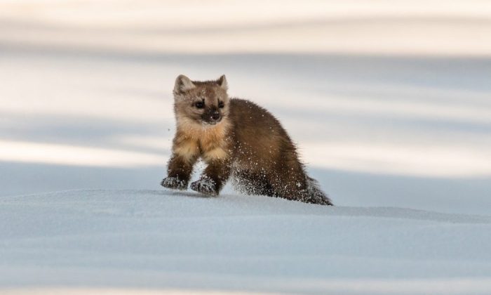 Marten