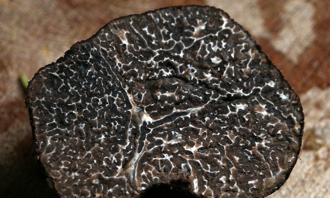 Truffles grow in our climate truffle picking is illegal