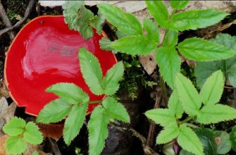 Scarlet elfcup