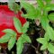 Scarlet elfcup