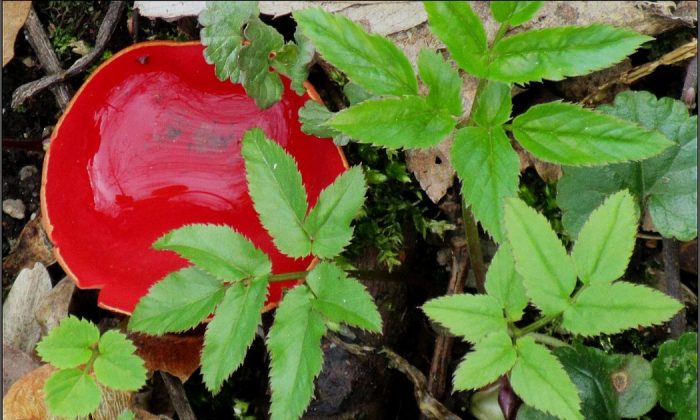 Scarlet elfcup