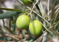 Olive tree