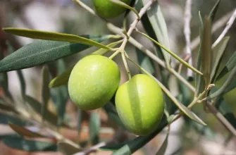 Olive tree