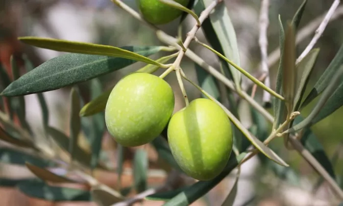 Olive tree