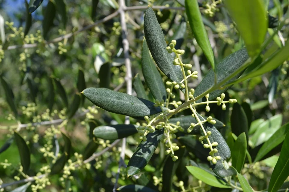 Olive tree