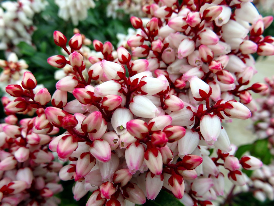 Pieris