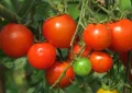 Tomatoes