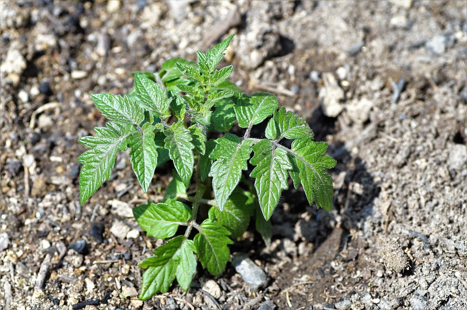 Seedlings 