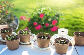 Seedlings