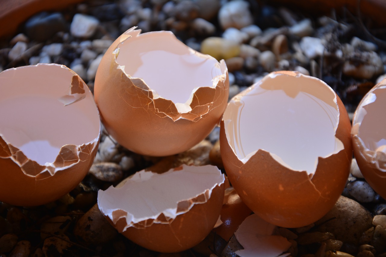 Eggshells 