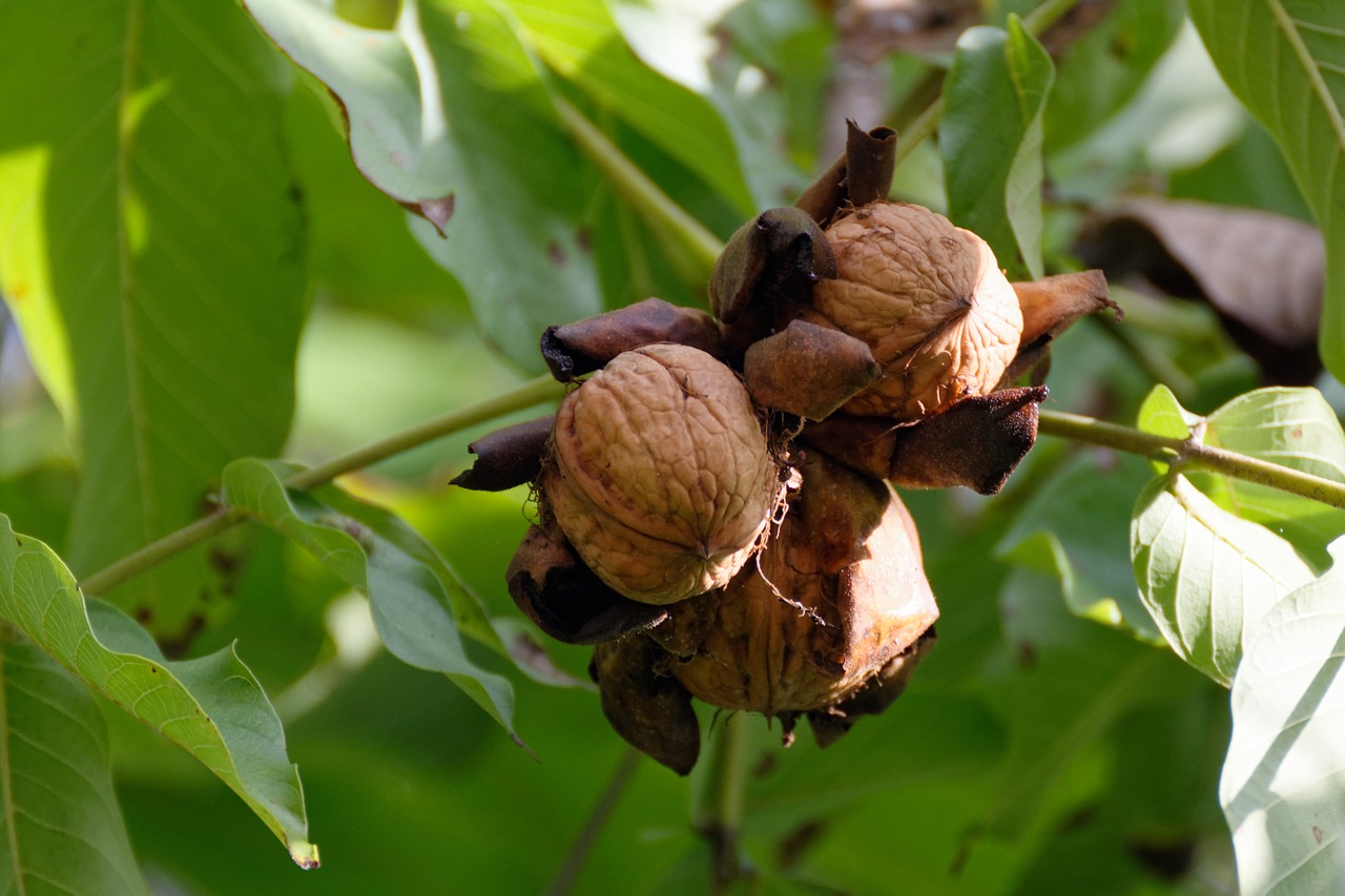 Walnuts