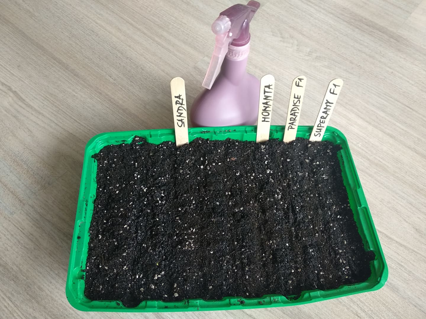 Sowing peppers