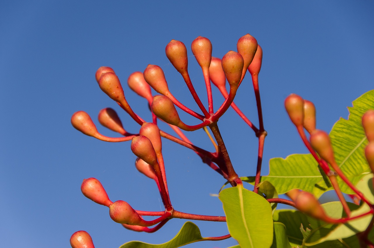 Eucalyptus