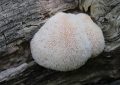 Mountain-priest mushroom