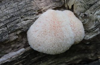 Mountain-priest mushroom