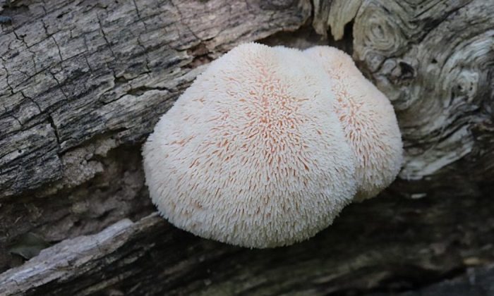 Mountain-priest mushroom