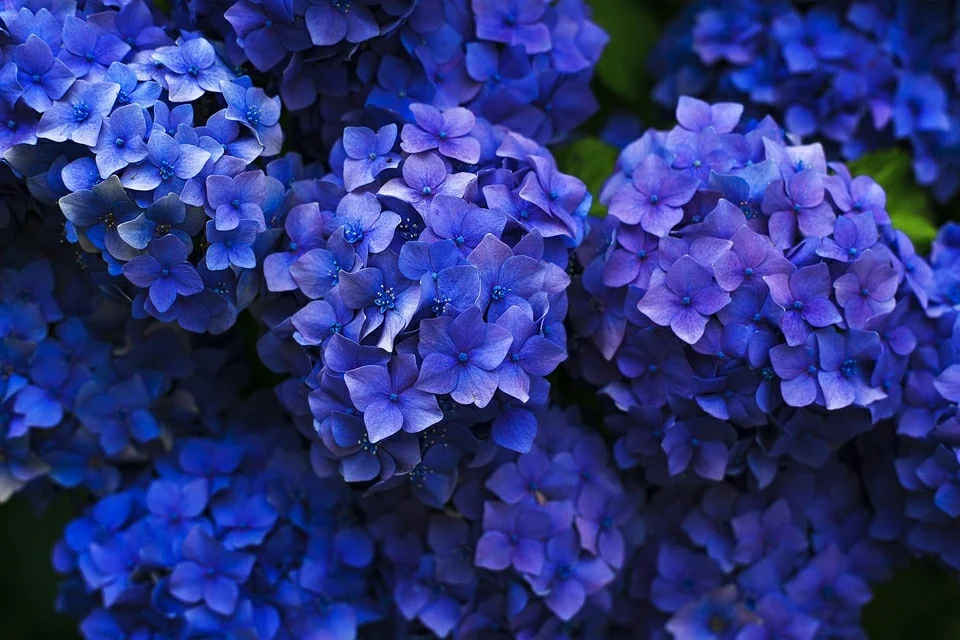 Flowers of hydrangea