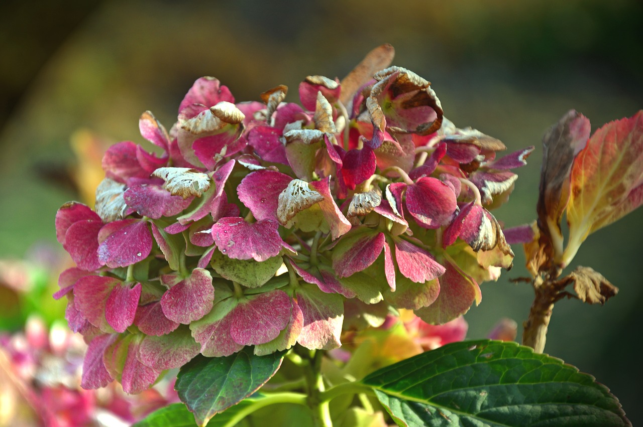 Flowers of hydrangea