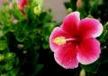 Indoor hibiscus