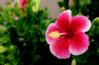 Indoor hibiscus