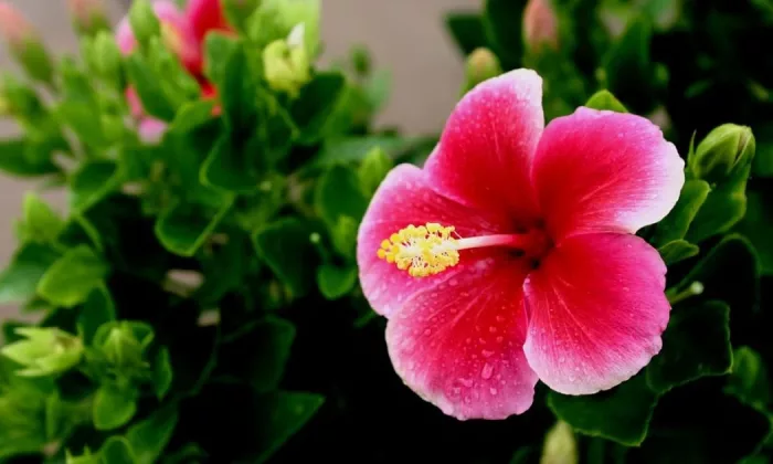 Indoor hibiscus