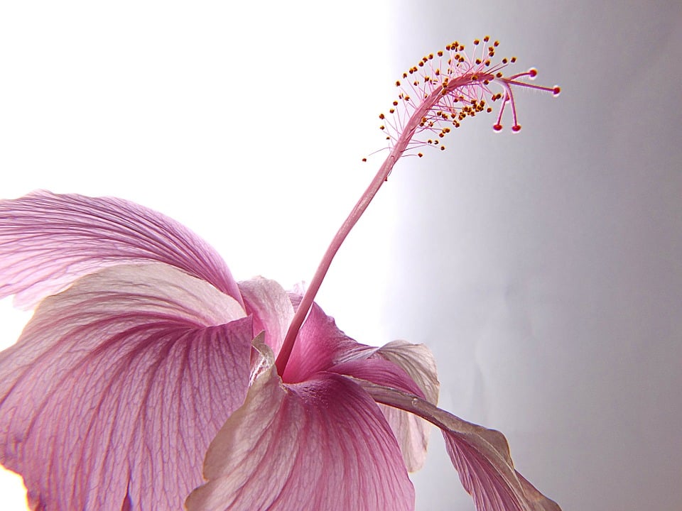 Indoor hibiscus