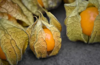 Physalis peruviana