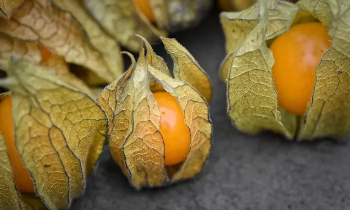 Physalis peruviana