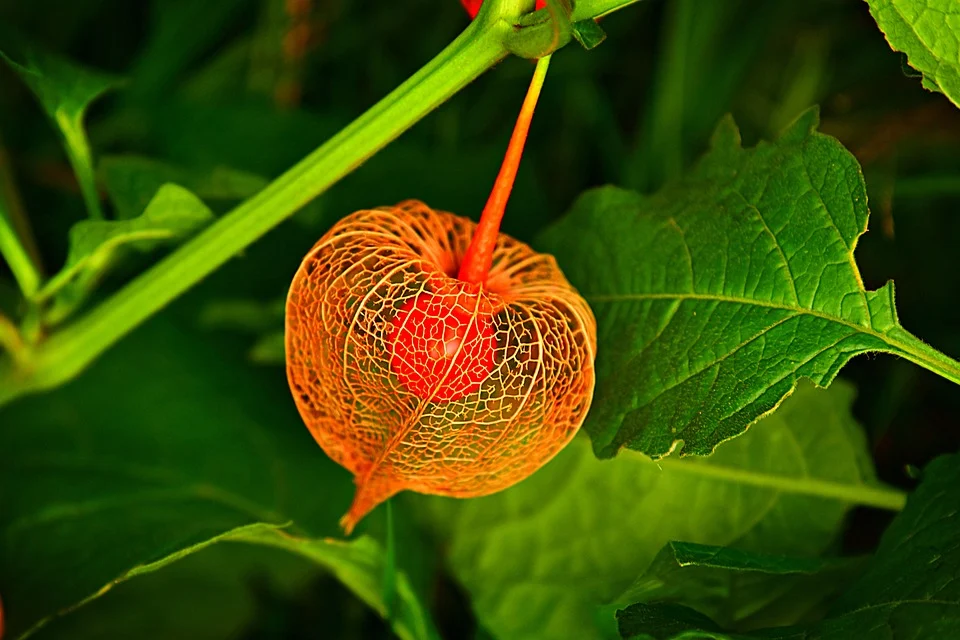 Physalis peruviana 