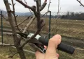 Pre-spring pruning