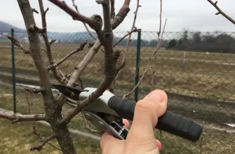 Pre-spring pruning