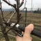 Pre-spring pruning