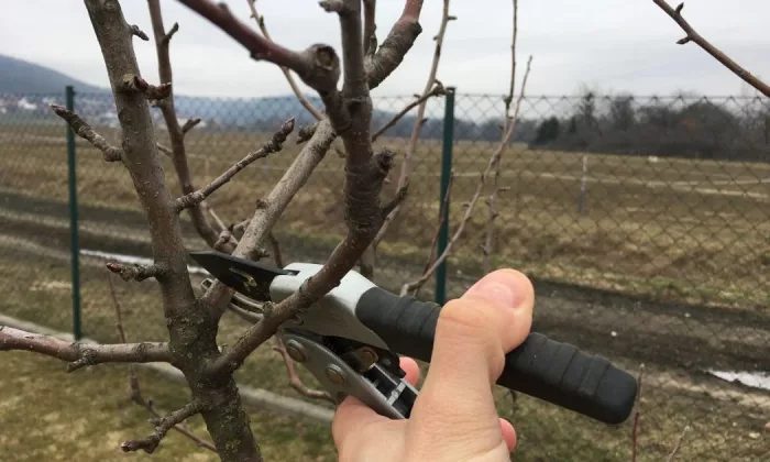 Pre-spring pruning