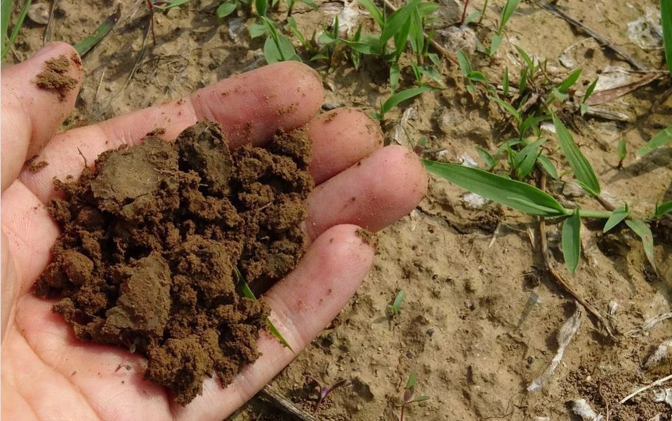 Vermicompost