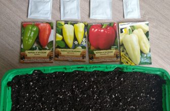 Sowing peppers