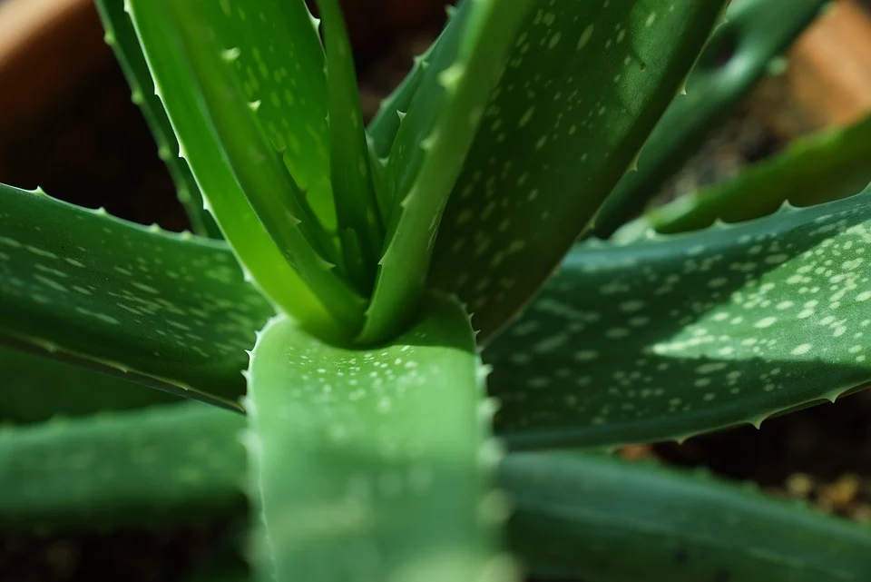 Aloe vera