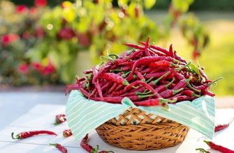 Chilli peppers