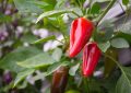 Chilli peppers