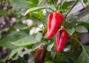 Chilli peppers