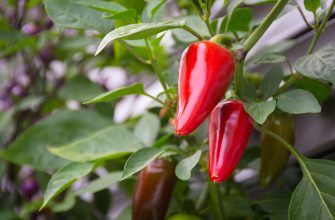 Chilli peppers