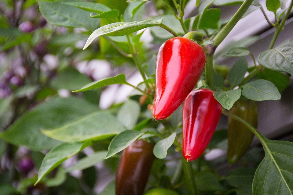Chilli peppers