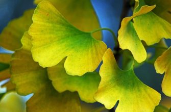 Ginkgo biloba