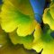 Ginkgo biloba
