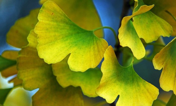 Ginkgo biloba