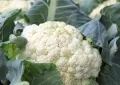 Cauliflower