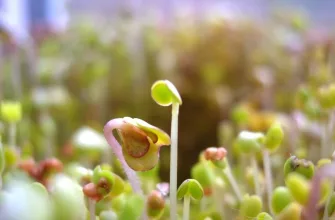 Seed germination