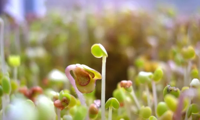 Seed germination