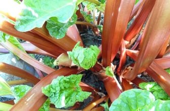 Rhubarb