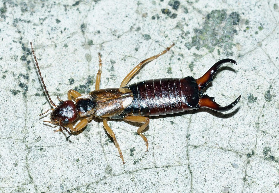 Earwig