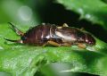 Earwig